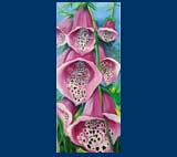 Foxglove