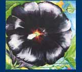 Hollyhock