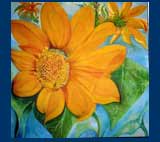 Mexican Sunflower