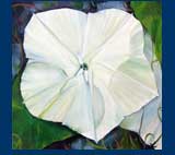 Moonflower