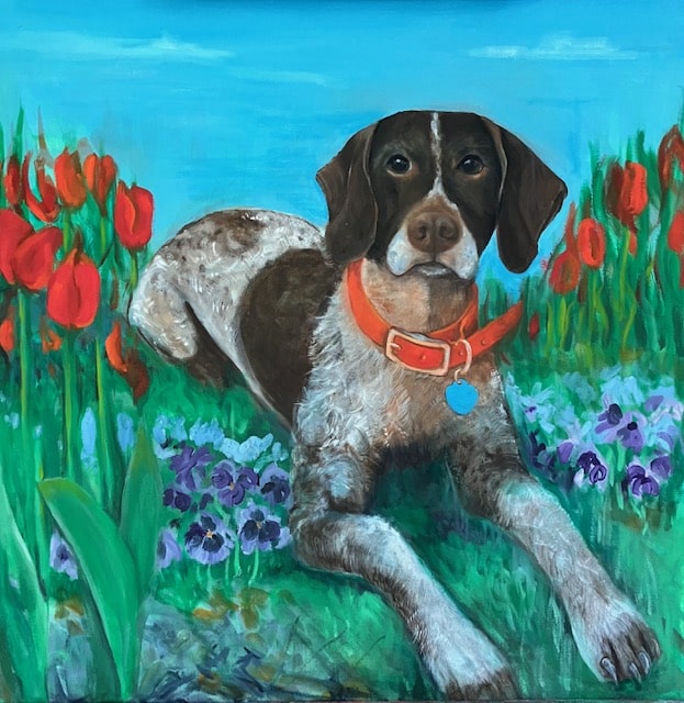 Scout -a sweet german short hair!